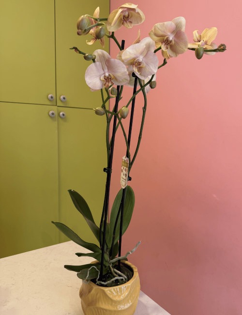 2T Phalaenopsis Somon