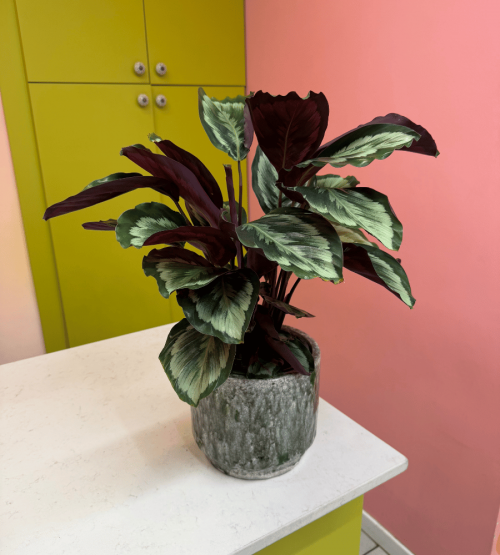 Calathea Medallion