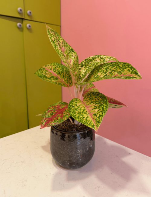 Aglaonema