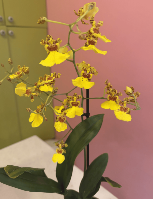 Oncidium Orkide 2