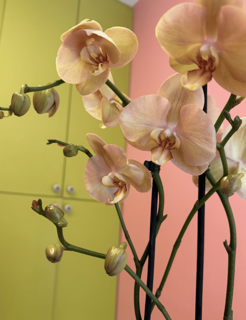 2T Phalaenopsis Somon 2