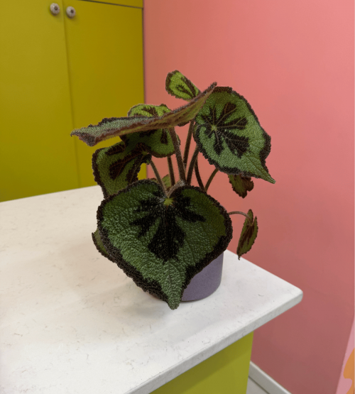 Begonia Masoniana