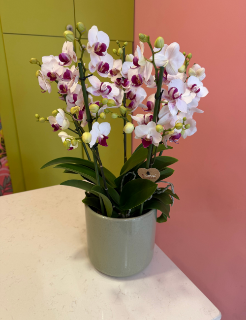 5T Phalaenopsis