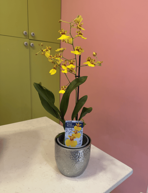Oncidium Orkide