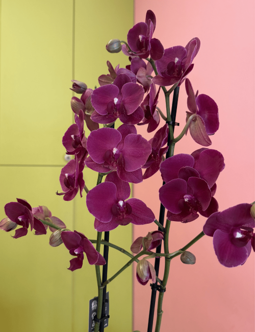 2T Phalaenopsis Fuşya 2