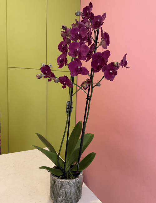 2T Phalaenopsis Fuşya