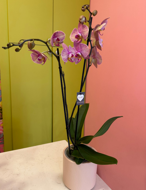 Pembe Kırçıllı Phalaenopsis