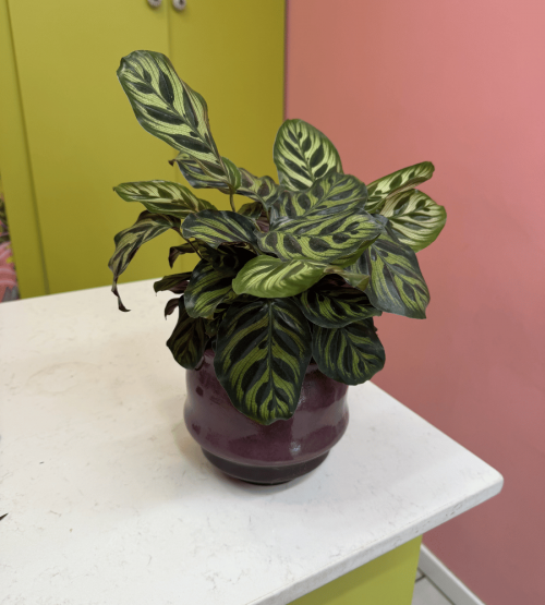 Calathea