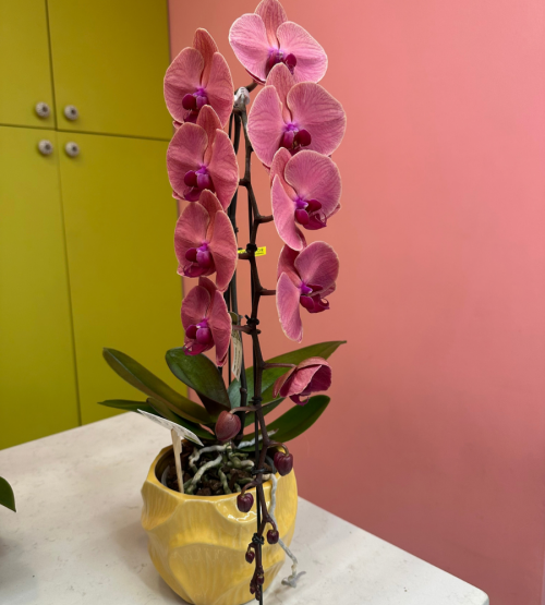 Formidablo Blush Pink Orkide