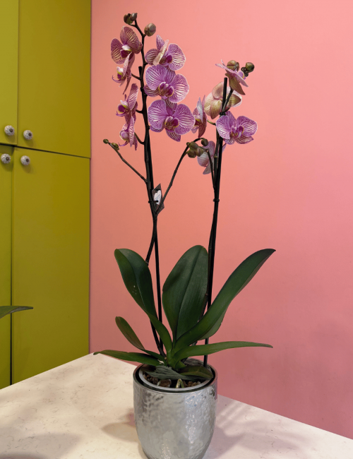 2T Phalaenopsis