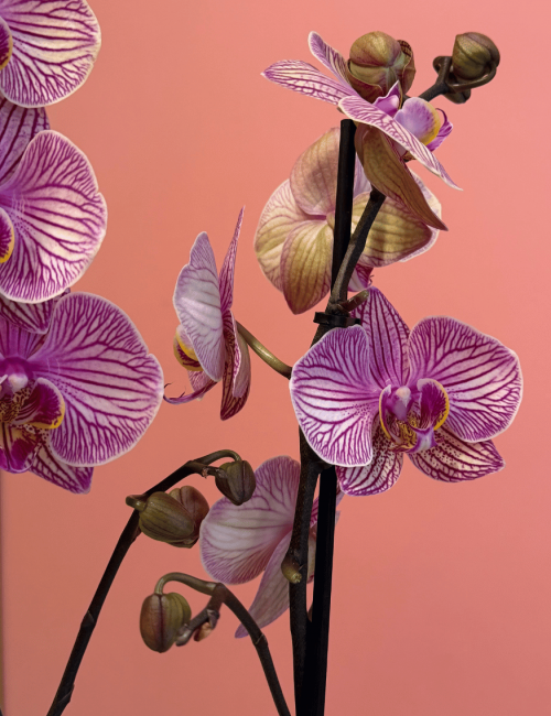 2T Phalaenopsis 2